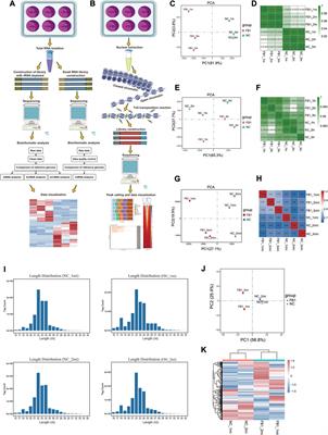 Transcriptomic and chromatin accessibility dynamics of porcine alveolar macrophages in exposure to fumonisin B1